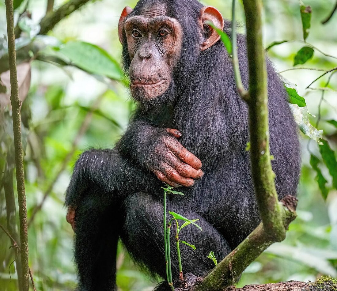 Chimpanzee reference