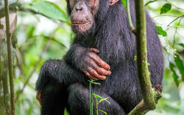Chimpanzee reference