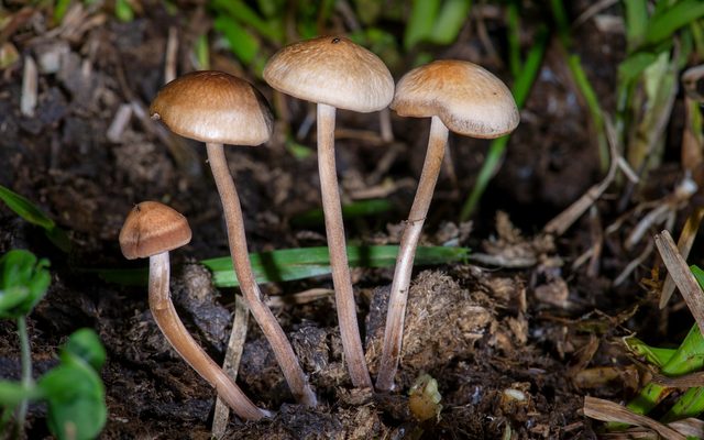 Panaeolus Cinctulus reference