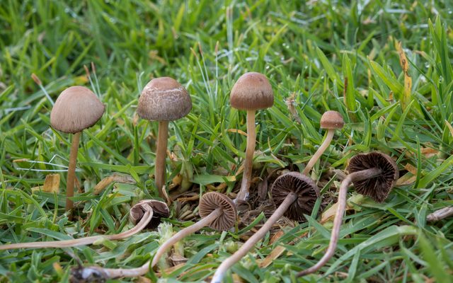 Mower's Mushroom reference