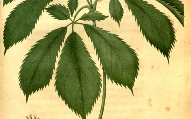 American Ginseng reference
