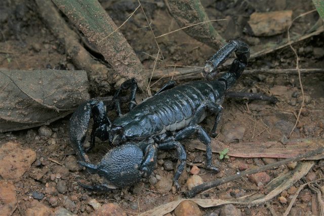 Emperor Scorpion reference