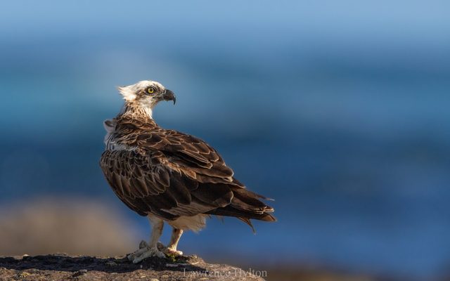 Osprey reference