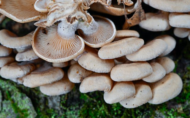 Bitter Oyster reference