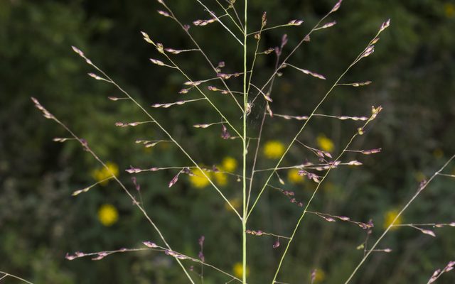 Switchgrass reference