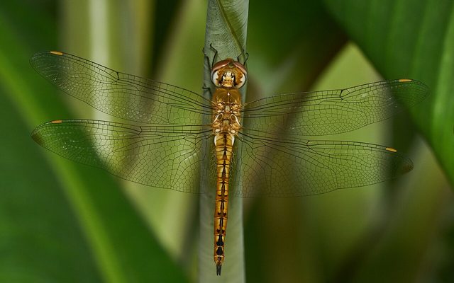 Wandering Glider reference