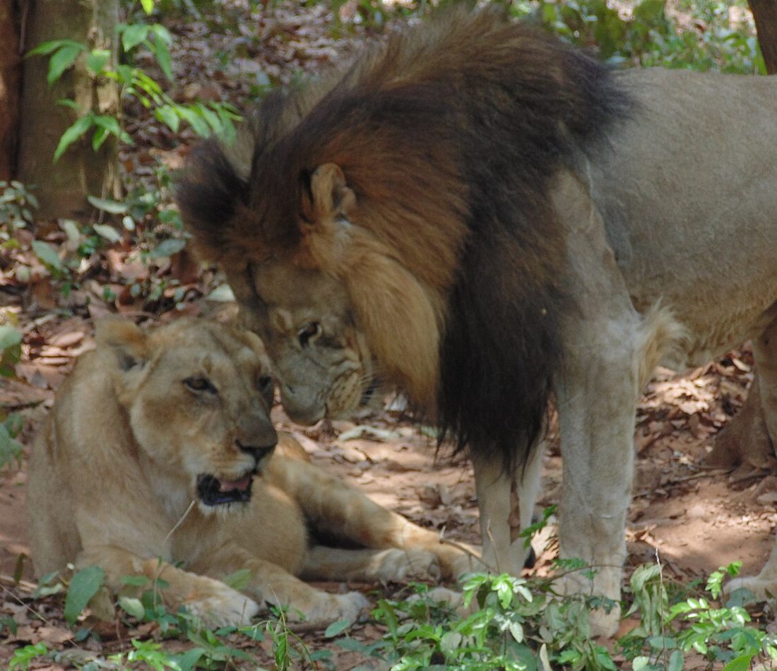 Barbary Lion reference
