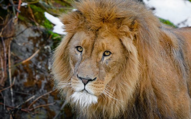 Lion reference
