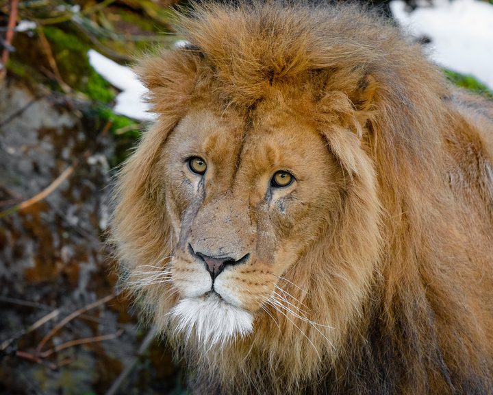 African Lion