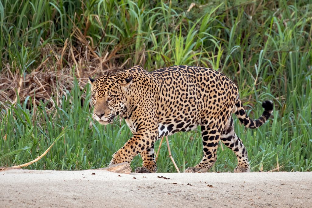 Jaguar reference