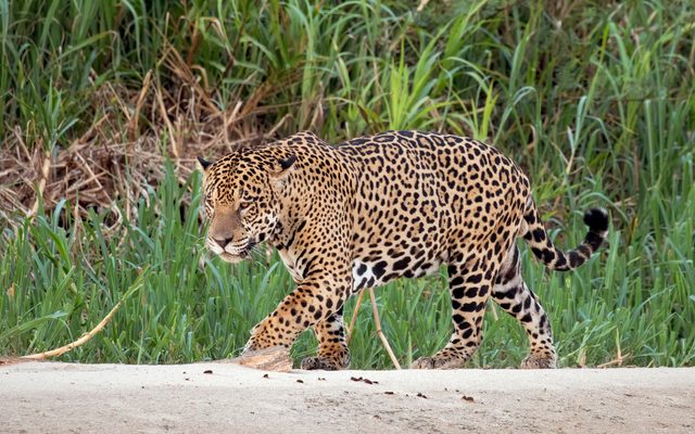 Jaguar reference