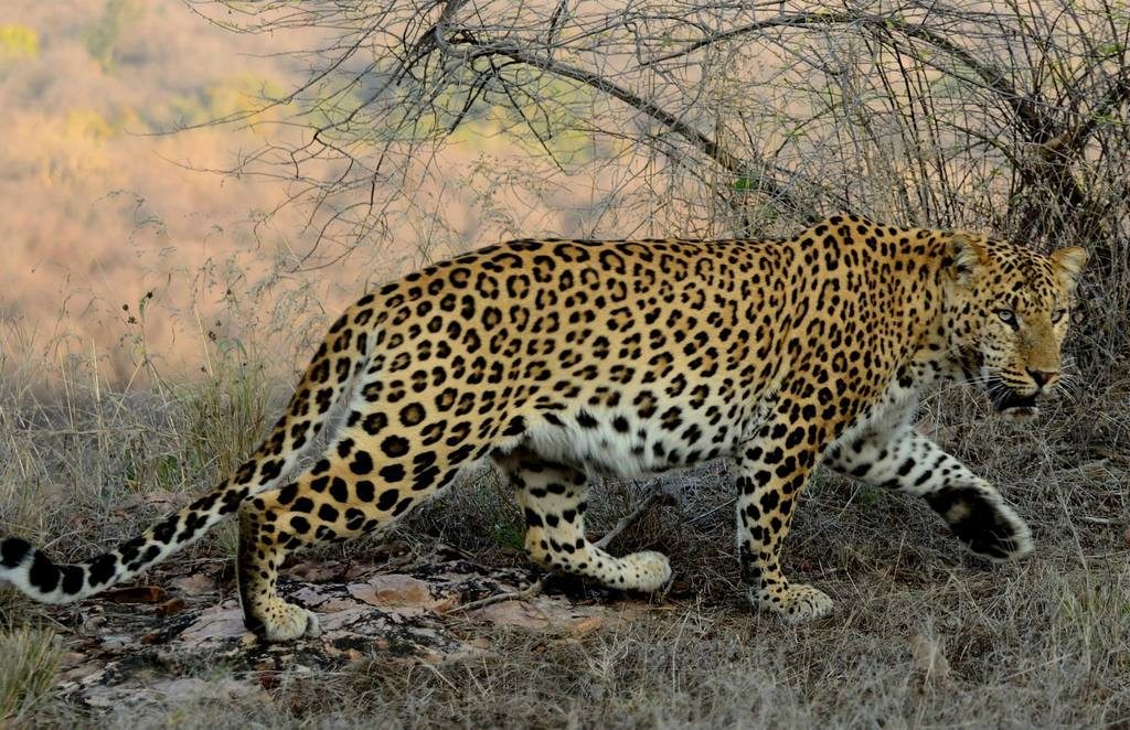 Indian Leopard reference