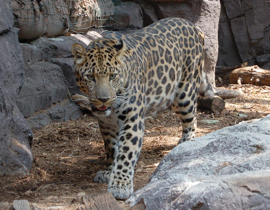 Amur Leopard reference