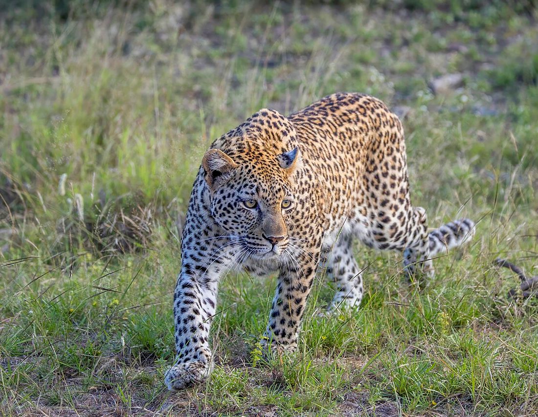 African Leopard reference