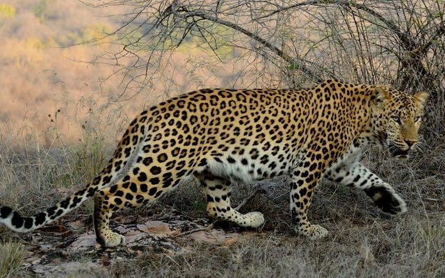 Leopard reference