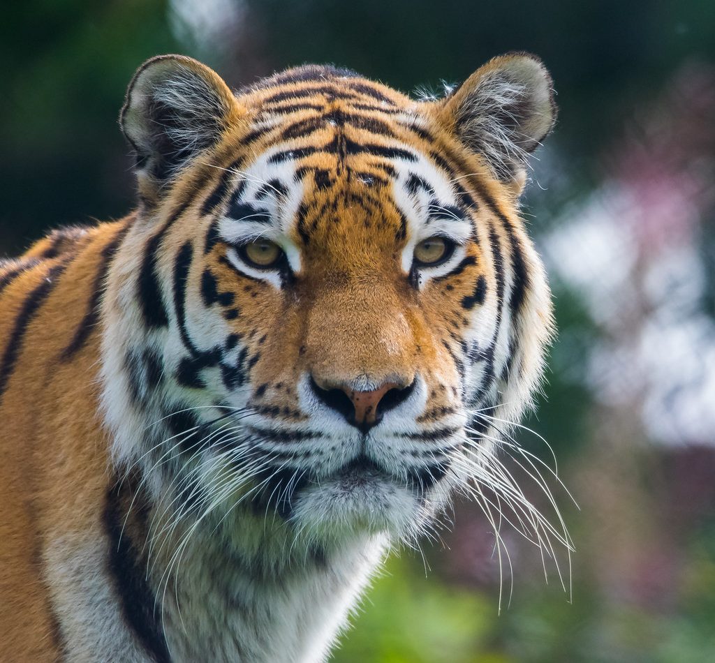 Siberian Tiger reference