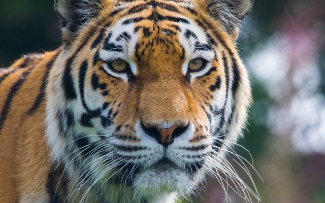 Siberian Tiger reference