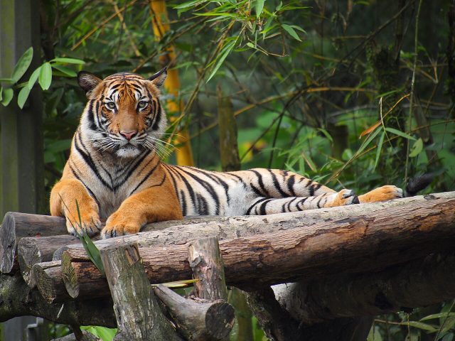 Malayan Tiger reference