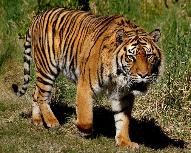Sumatran Tiger reference