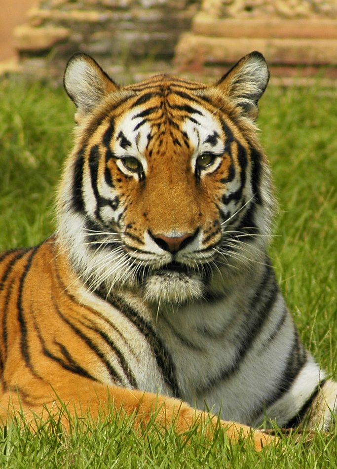 Bengal Tiger reference