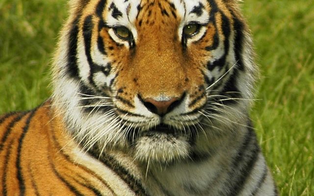 Bengal Tiger reference