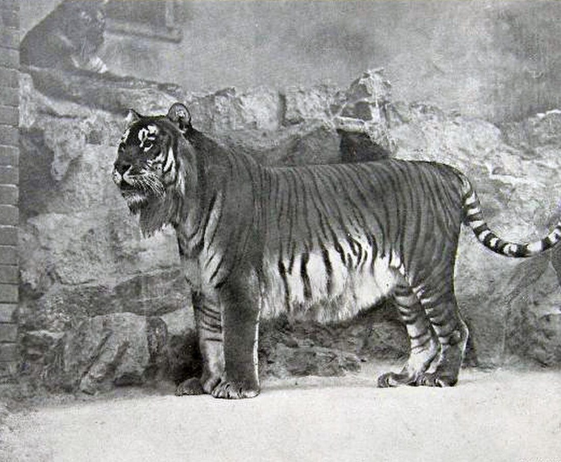 Panthera tigris virgata reference