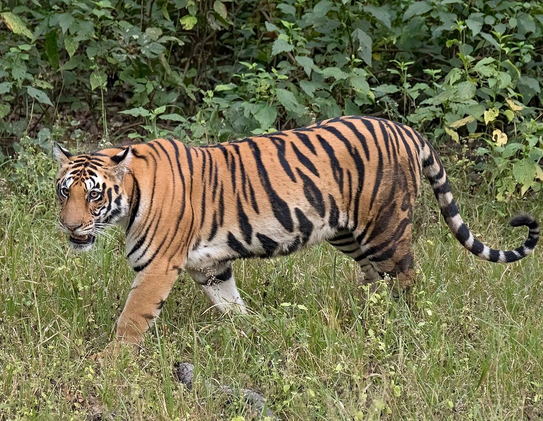 Tiger reference
