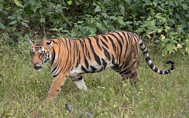 Tiger reference