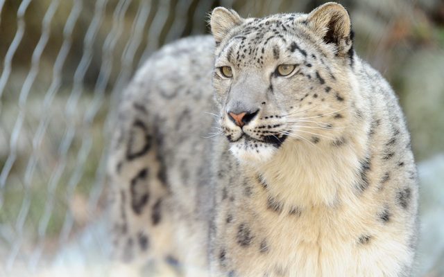 Snow Leopard reference