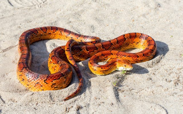 Corn Snake reference
