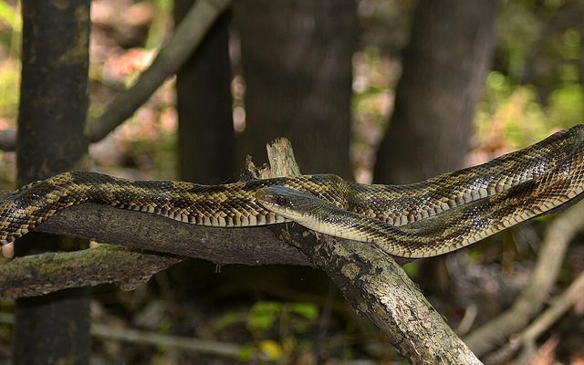 Western Ratsnake reference