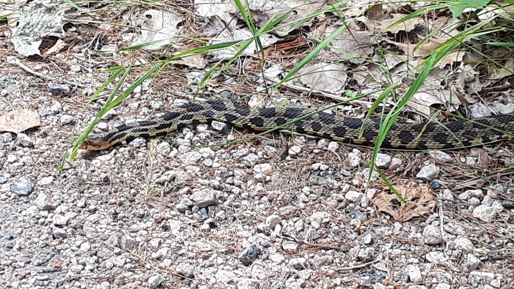 Eastern Foxsnake reference