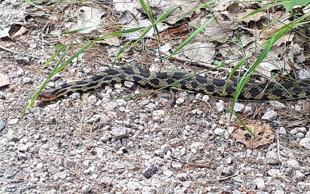Eastern Foxsnake reference