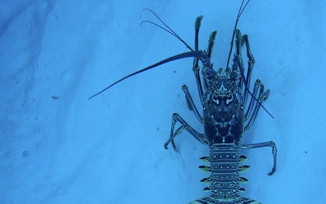 Caribbean Spiny Lobster reference
