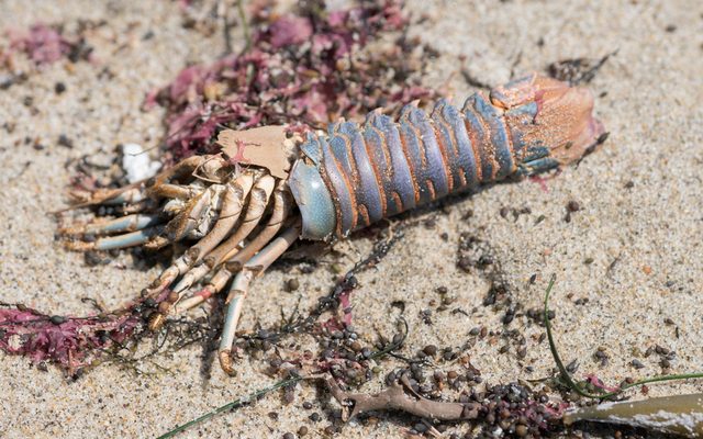 California Spiny Lobster reference
