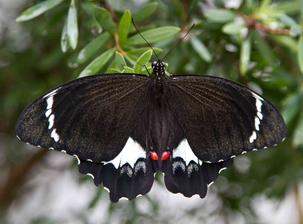 Orchard Butterfly reference