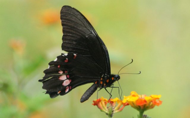 Ruby-spotted Swallowtail reference