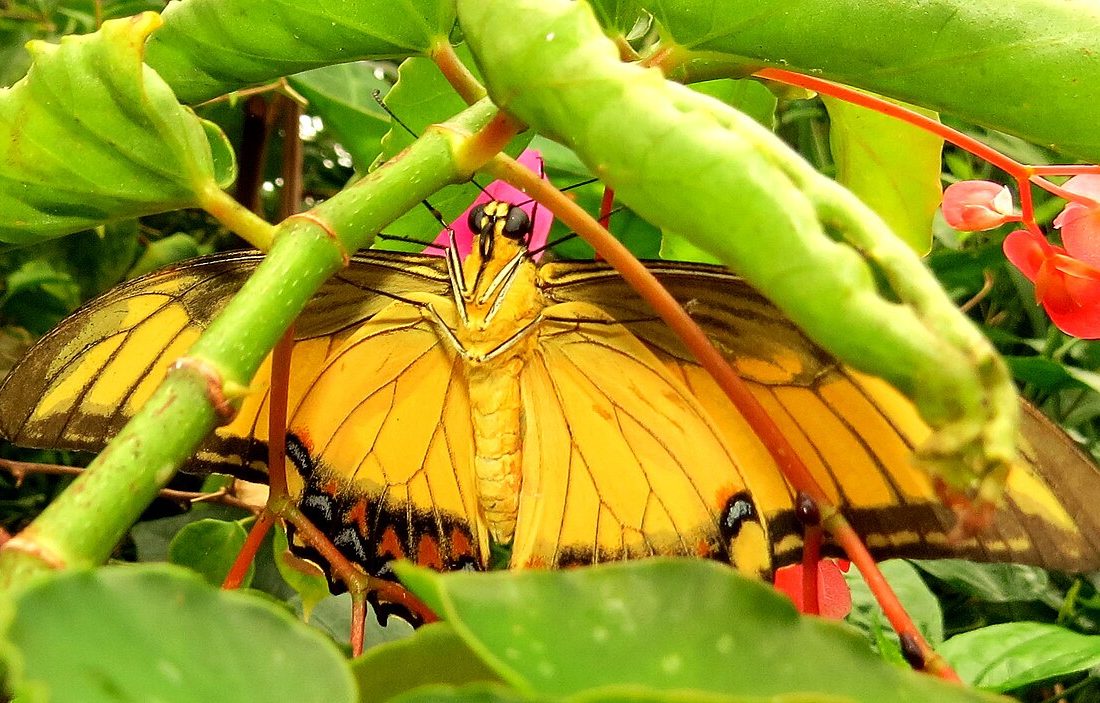 Papilio androgeus reference