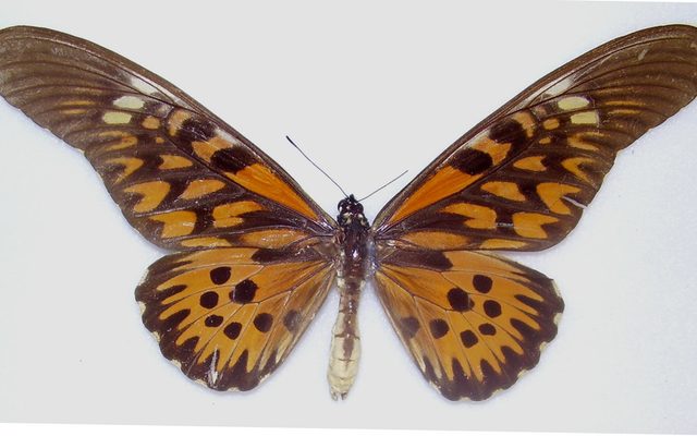 African Giant Swallowtail reference