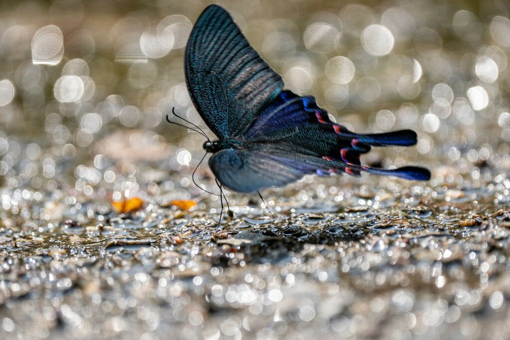 Chinese Peacock Butterfly reference