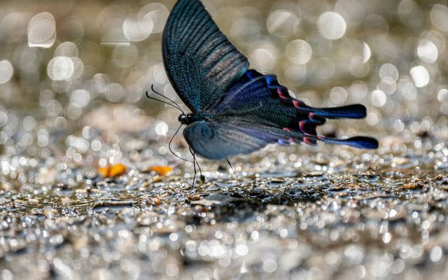 Common Peacock reference
