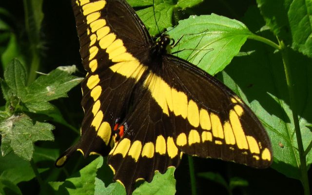 Giant Swallowtail reference