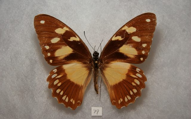 Mocker Swallowtail reference