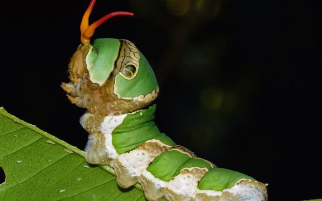 Citrus Swallowtail reference