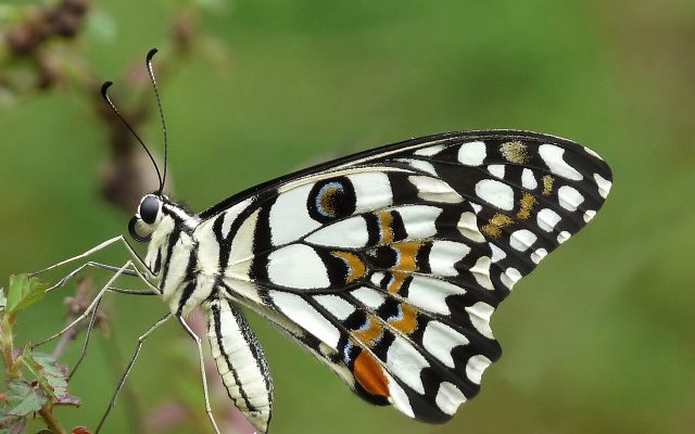 Lime Butterfly reference