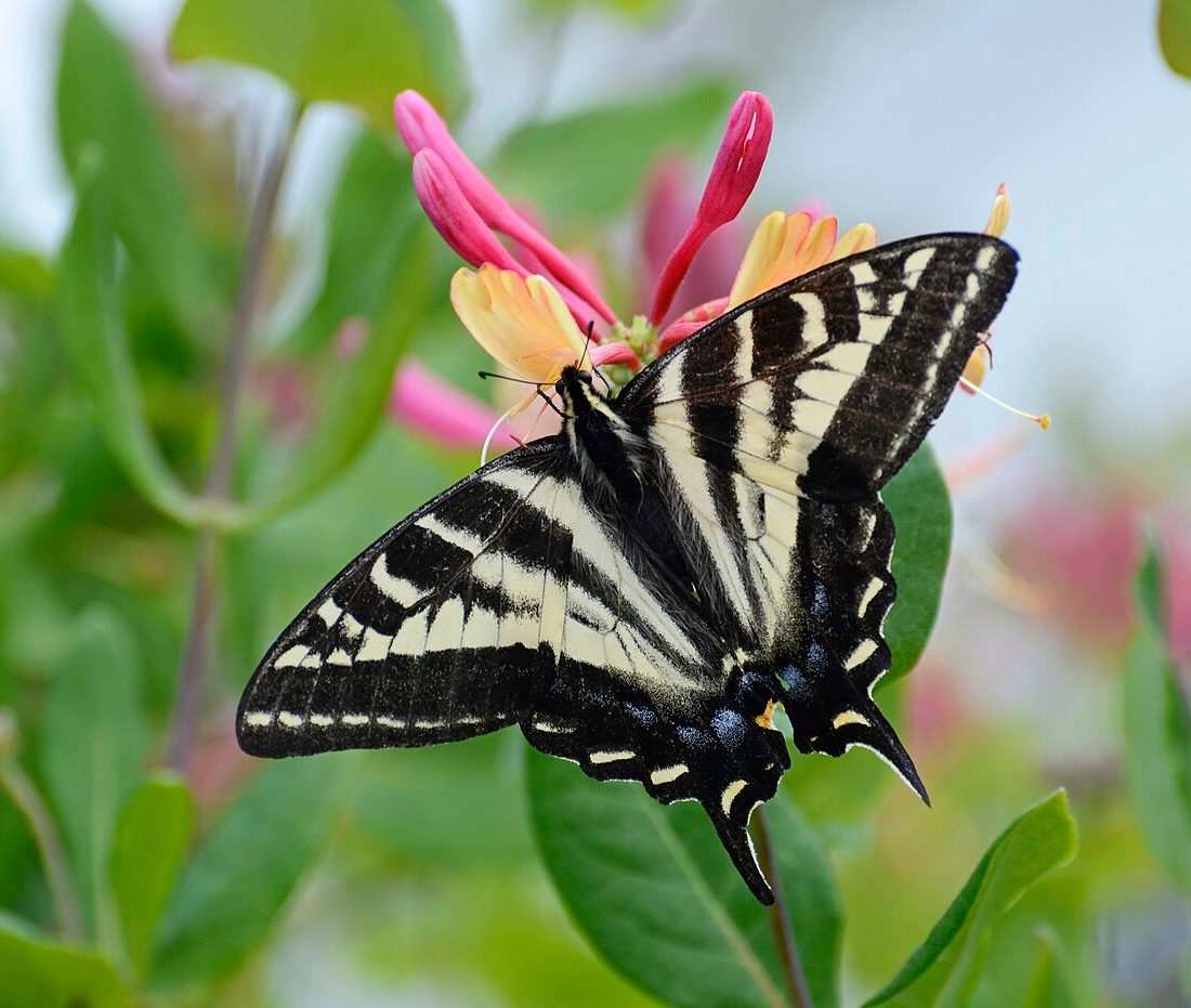 Pale Swallowtail reference
