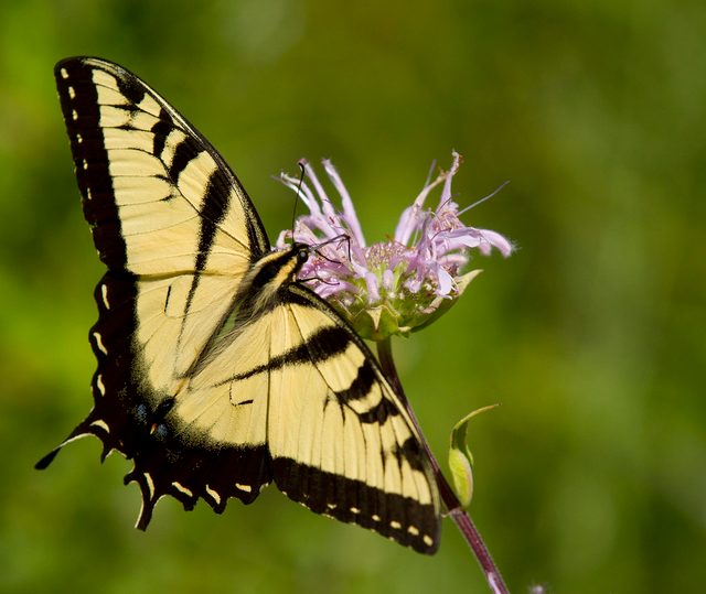 Tiger Swallowtail reference