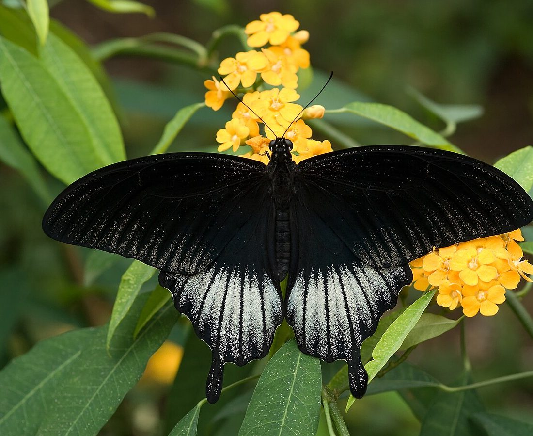 Papilio memnon reference
