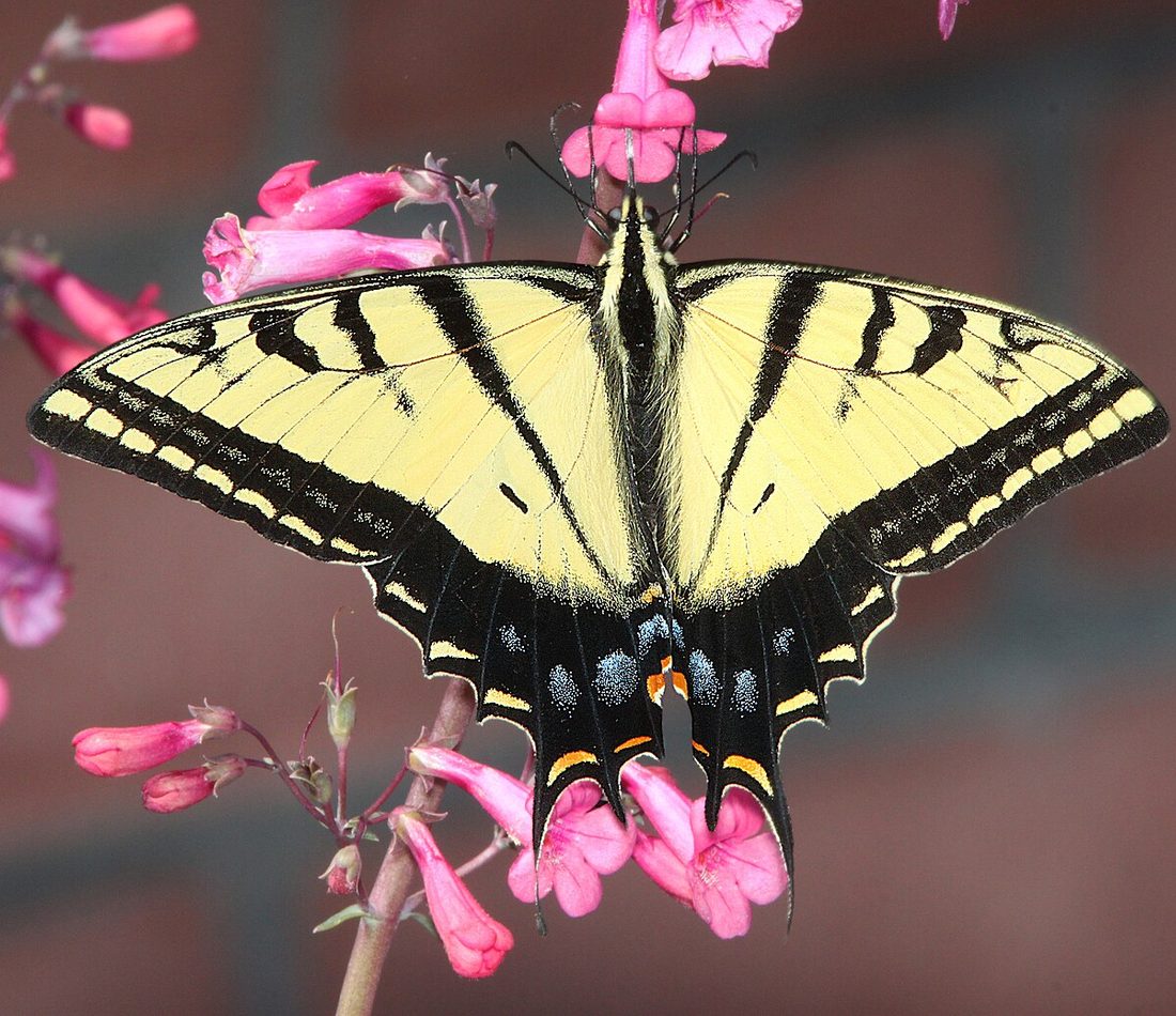Two-tailed Swallowtail reference