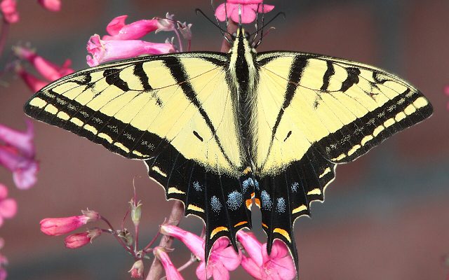 Two-tailed Swallowtail reference